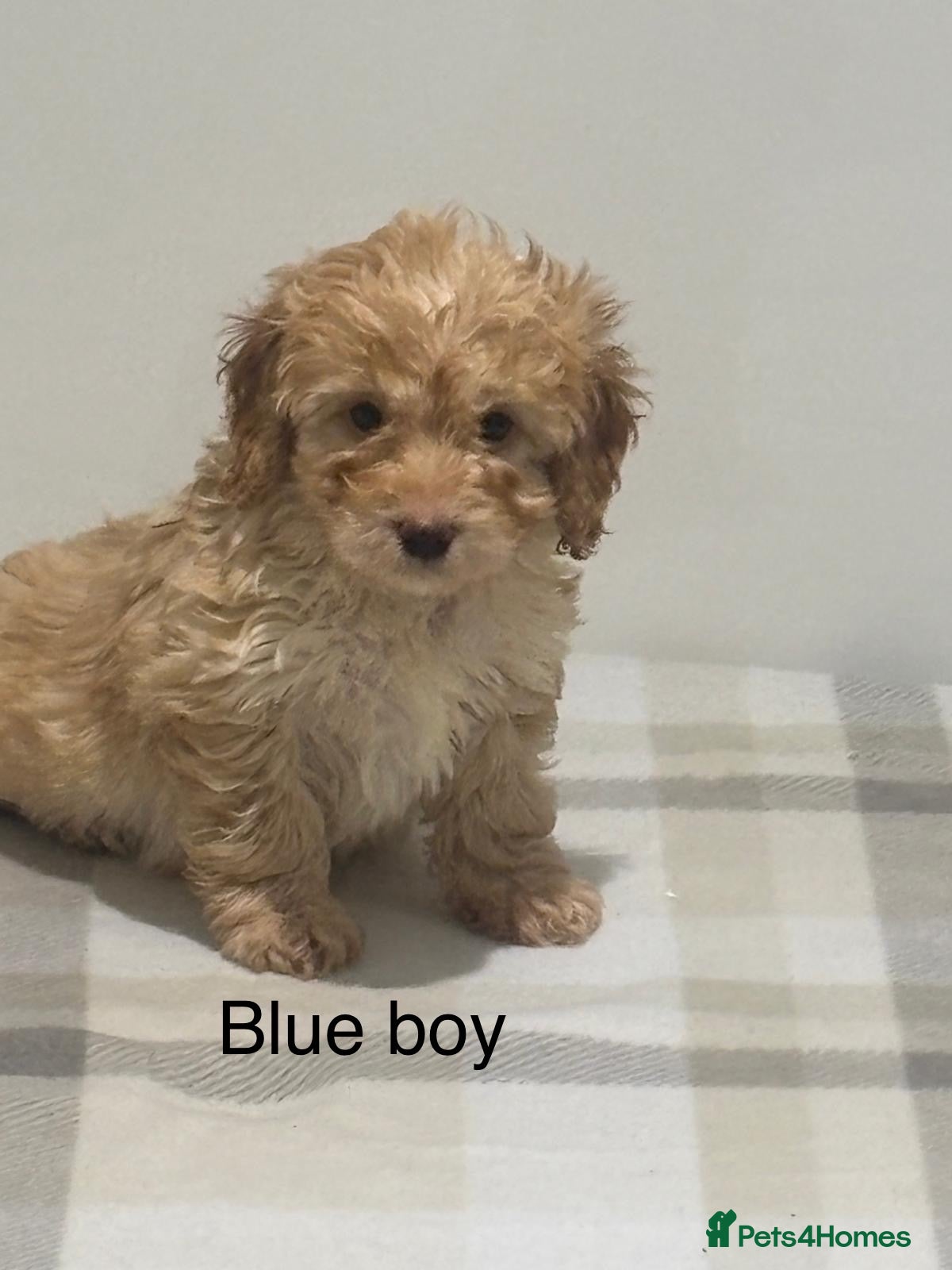 Cockapoo dogs Gorgeous F1 cockapoo - Advert 2