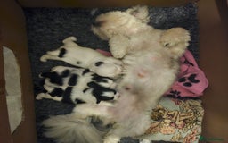 Mi-Ki dogs for sale: Mi-ki beautiful puppies arrived  - Image 6