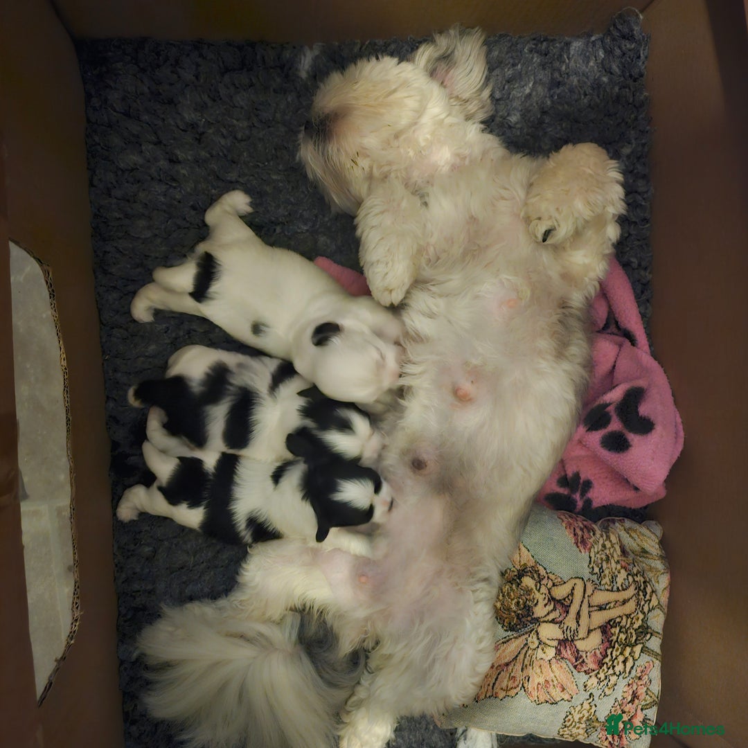 Mi-Ki dogs for sale: Mi-ki beautiful puppies arrived  - Image 6