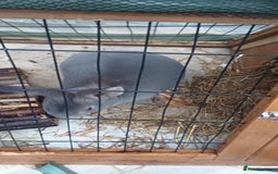 English Lop rabbits for sale: Female rabbits hutches included - Image 5