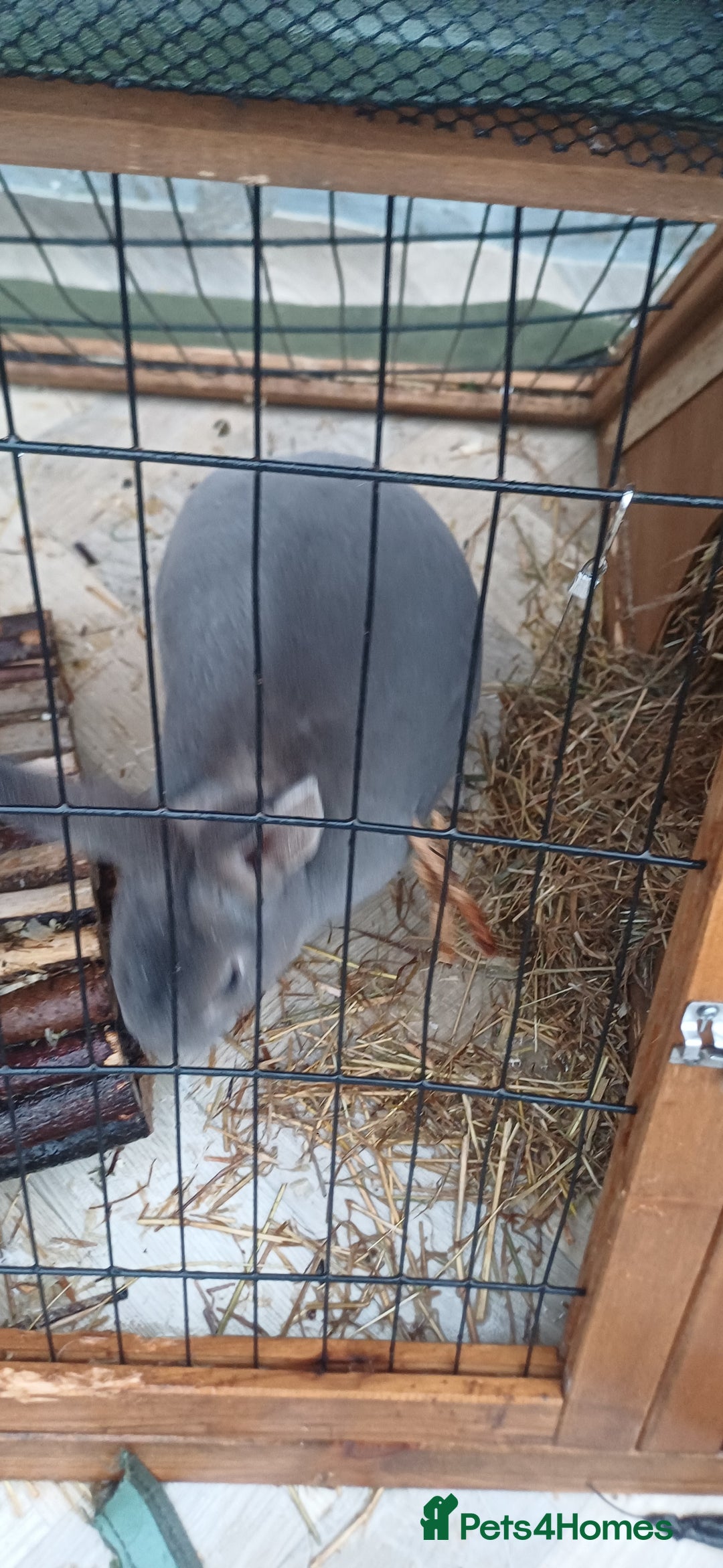 English Lop rabbits for sale: Female rabbits hutches included - Image 5