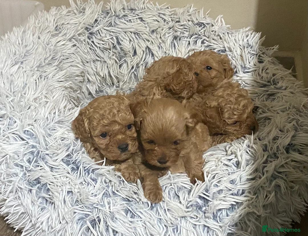 Shihpoo dogs for sale: 5 x female F1b Shihpoo pups - Advert 2