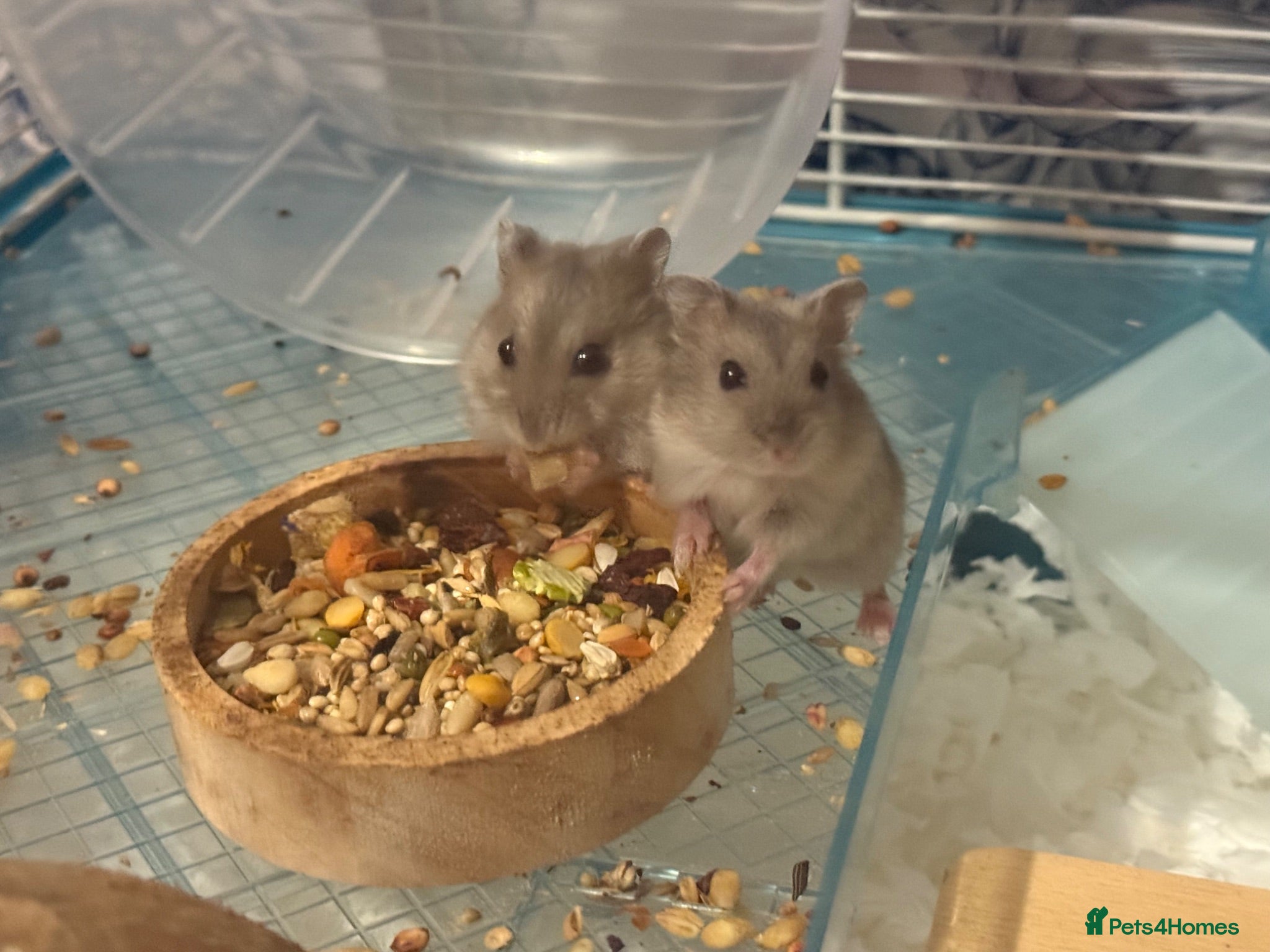 Hamster rodents Baby dwarf hamsters - Advert 1