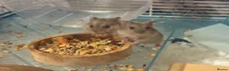 Hamster rodents for sale: Baby dwarf hamsters - Advert 1
