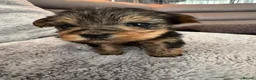 Yorkshire Terrier dogs for sale: Yorkshire Terrier Pups - Advert 3