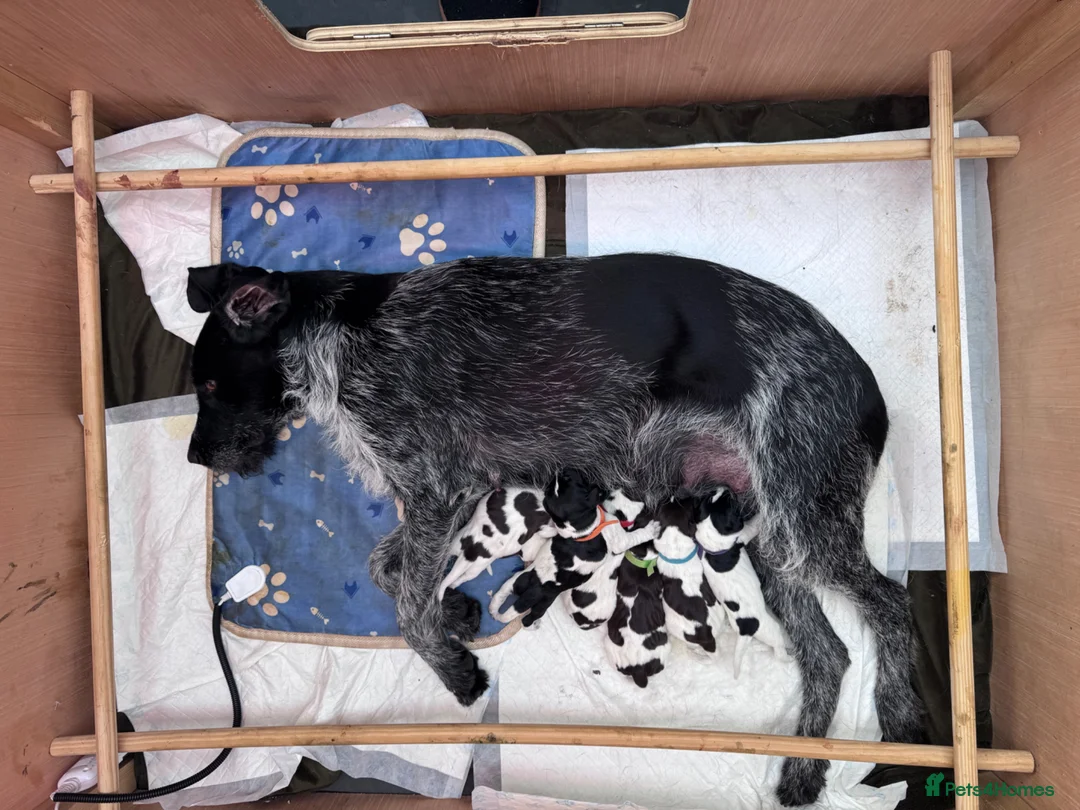 German Wirehaired Pointer dogs for sale: Lovely litter of GWP pups  - Advert 1