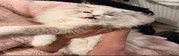 Ragdoll cats for sale: European Ragdoll bi colour  - Advert 7
