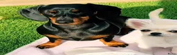Miniature Dachshund dogs for sale: 3 Year old Mini Dashshund  - Advert 3