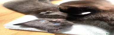 Mixed Breed Kitten 5