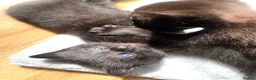 Mixed Breed cats for sale: 7 lovely kittens 4 chaps and 3 ladies - Advert 18