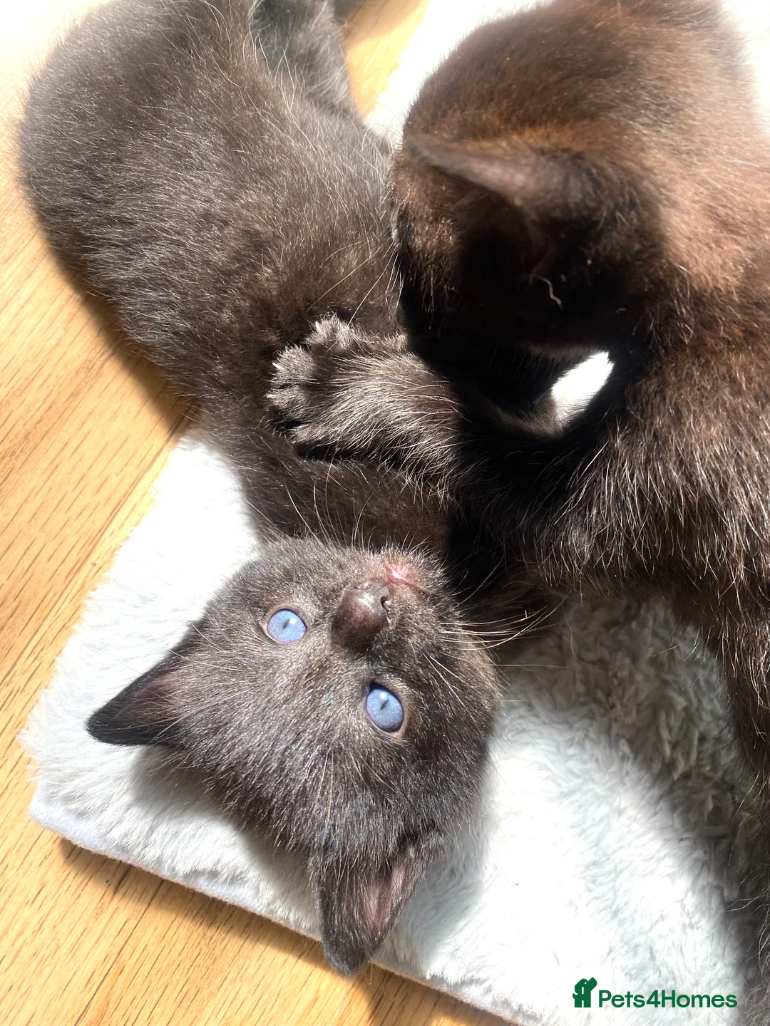 Mixed Breed cats for sale: 7 lovely kittens 4 chaps and 3 ladies - Advert 18