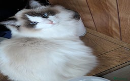 Ragdoll cats for sale: Ragdoll cat  - Image 3