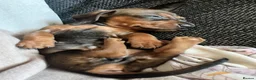 Dachshund dogs for sale: Dachshund puppies in Billericay - Advert 3