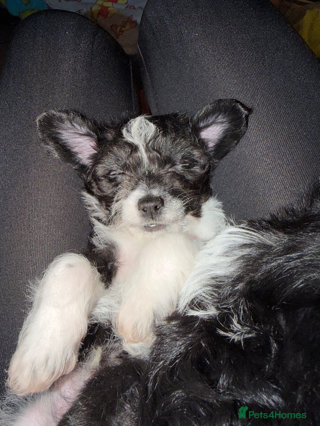 Chipoo dogs for sale: Chihuahua toy poo cross - Advert 2