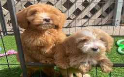 Cockapoo dogs for sale: Adorable F1 cockapoo pups NOW READY  - Image 4