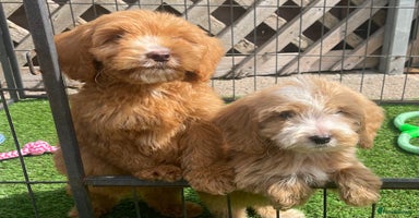 Cockapoo dogs - Advert 5