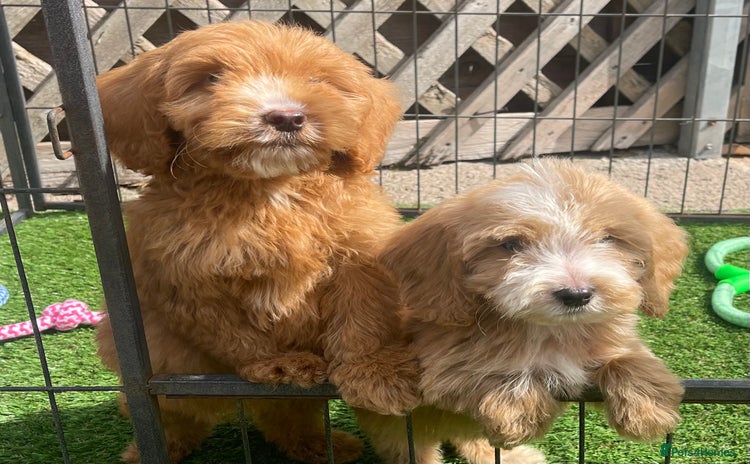 Cockapoo dogs - Advert 4
