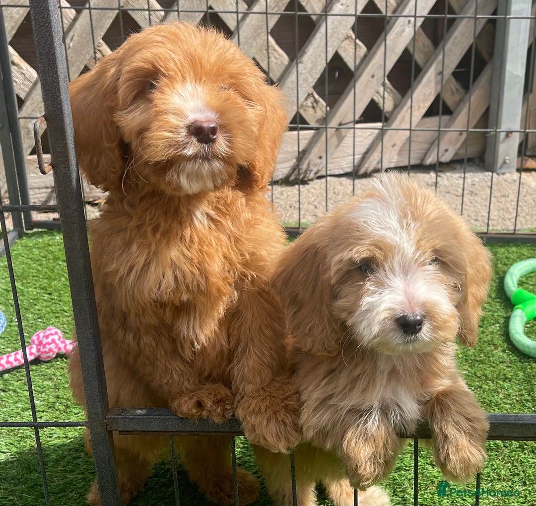 Cockapoo dogs for sale: Adorable F1 cockapoo pups NOW READY  - Image 4