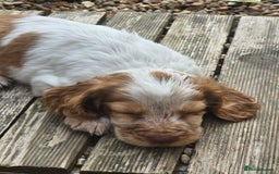 Cocker Spaniel dogs for sale: Cocker spaniel puppies  - Image 5