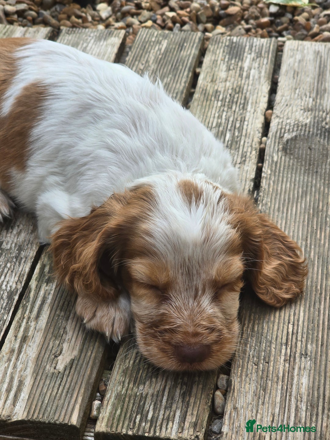 Cocker Spaniel dogs for sale: Cocker spaniel puppies  - Image 5