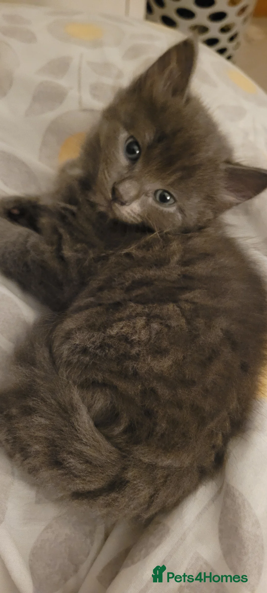 Mixed Breed cats for sale: Kittens mix short hair cross maine coon - Advert 6