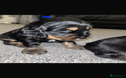 Cocker Spaniel dogs for sale: Cocker spaniel  - Image 2