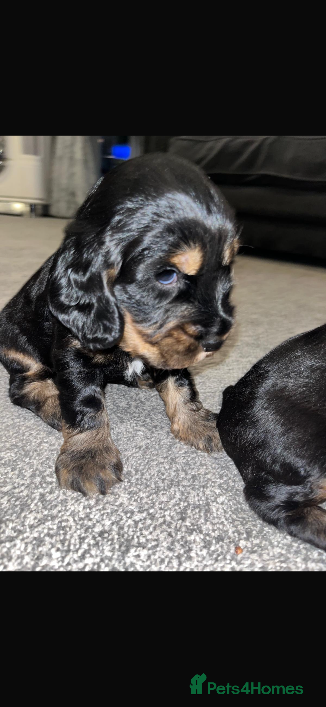 Cocker Spaniel dogs for sale: Cocker spaniel  - Image 2