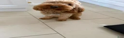Cockapoo dogs for adoption: ✈️🔥 MAVERICK IS READY FOR HIS WINGMAN! 🔥✈️ in Swansea - Advert 3