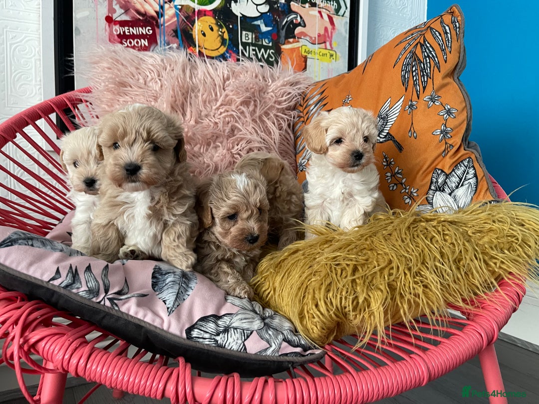 Maltipoo dogs for sale: ❤️XS TOY MALTIPOOS❤️ - Image 15