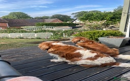 Cavapoo dogs for sale: Stunning F1 Cavapoo pups ONE GIRL LEFT - Image 10