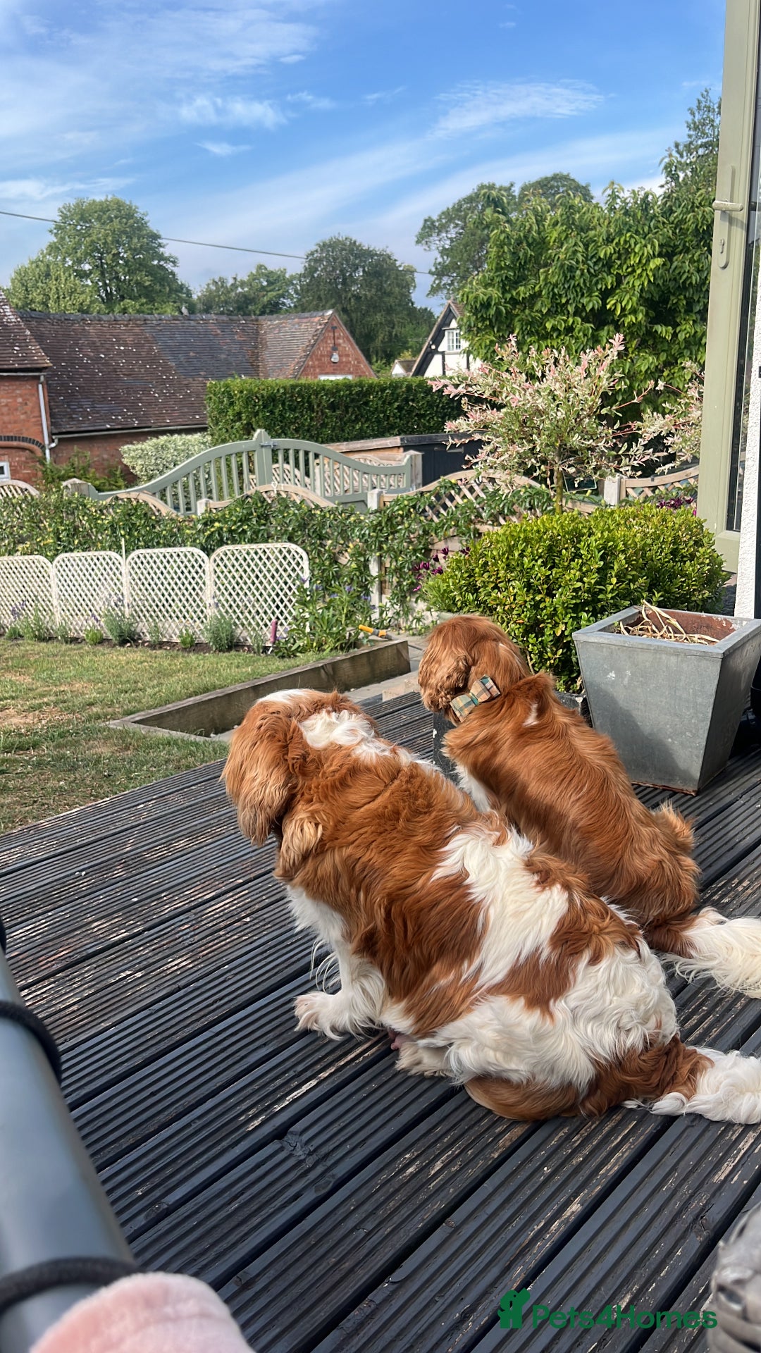Cavapoo dogs for sale: Stunning F1 Cavapoo pups ONE GIRL LEFT - Image 10