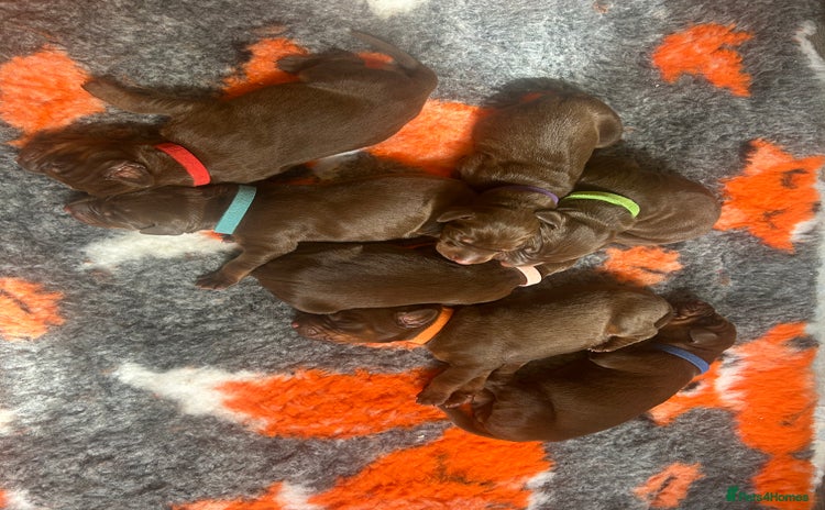 Dobermann dogs - Advert 1