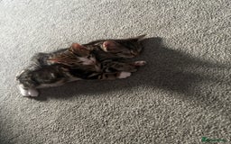 Mixed Breed cats for sale: Kitten for sale  - Image 2