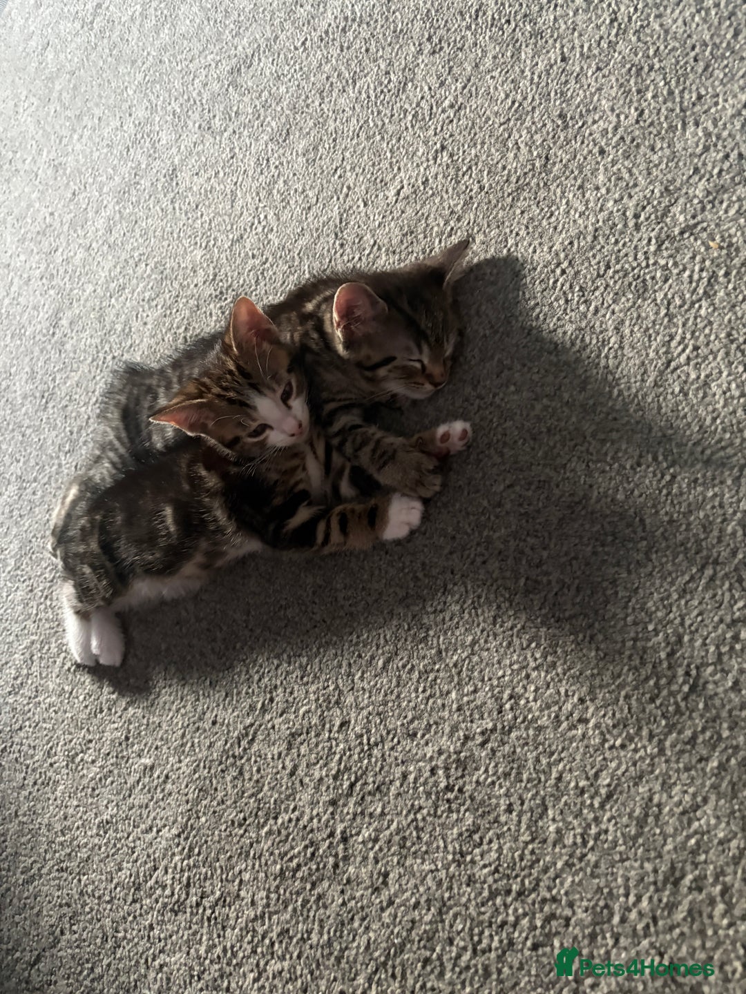Mixed Breed cats for sale: Kitten for sale  - Image 2