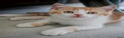 British Shorthair cats for sale: Gorgeous British Shorthair Kittens - READY NOW - Advert 12