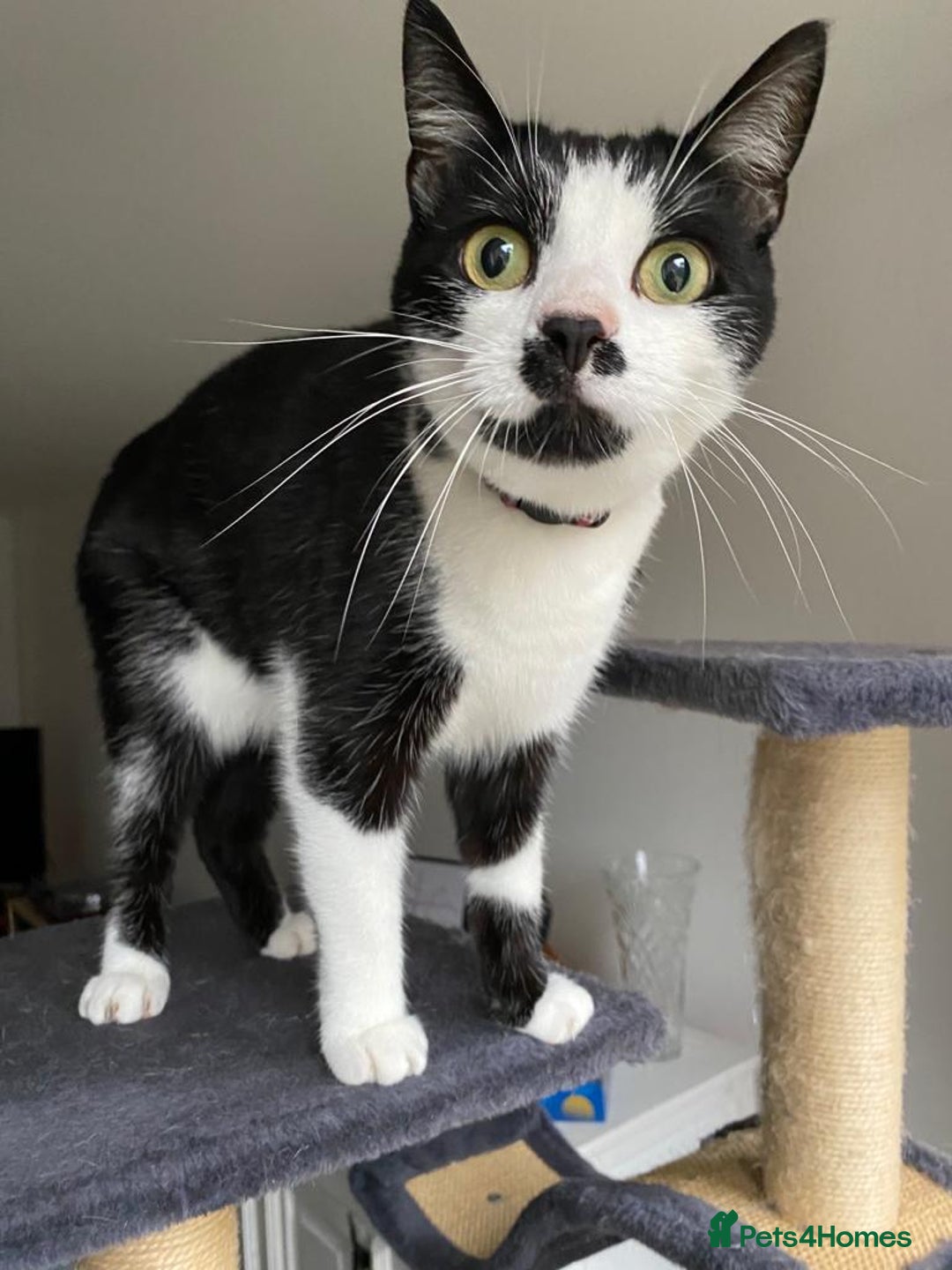 Mixed Breed cats for sale: Adorable Bonzo needs a loving home - Image 4