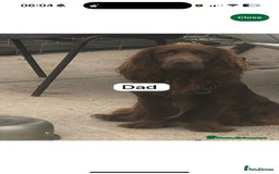 Cockerdor dogs for sale: 9 Week Old Lab- Spaniel Puppy - Image 5