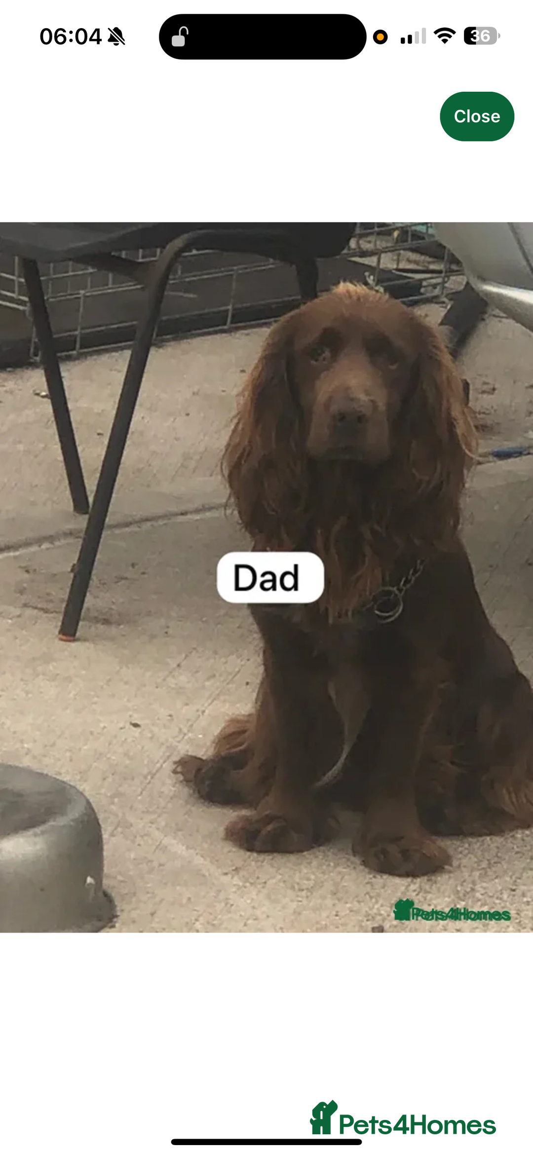 Cockerdor dogs for sale: 9 Week Old Lab- Spaniel Puppy - Image 5
