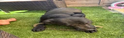 Labrador Retriever dogs for sale: Rue 2 year old lab  - Advert 7