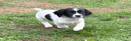 English Springer Spaniel dogs for sale: LAST BOY READY NOW! IR FTCH Sired  - Advert 7