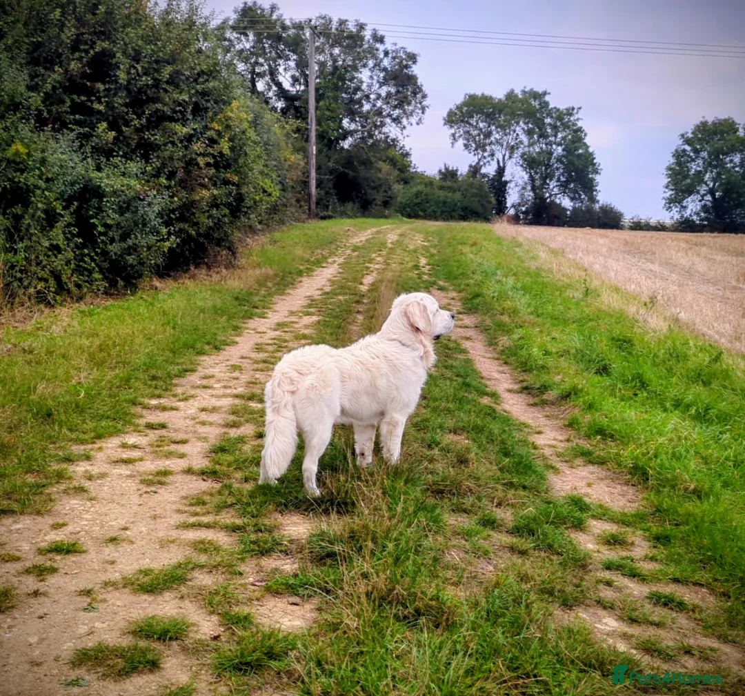 Golden Retriever dogs for stud: Gorgeous KC registered golden retriever Stud,  - Advert 4