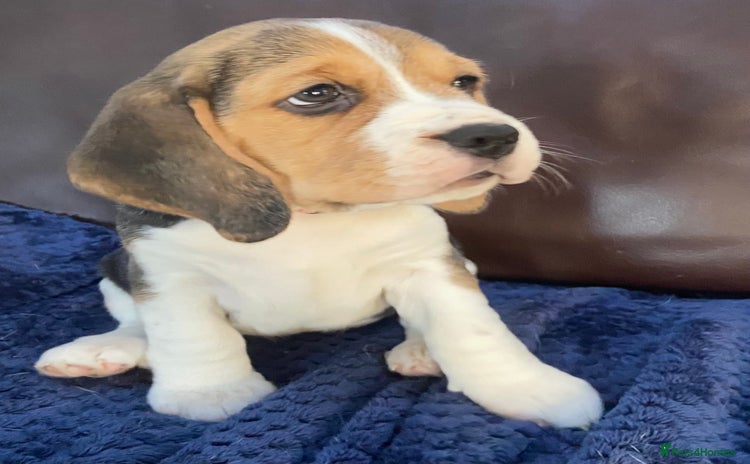 Beagle dogs - Advert 1
