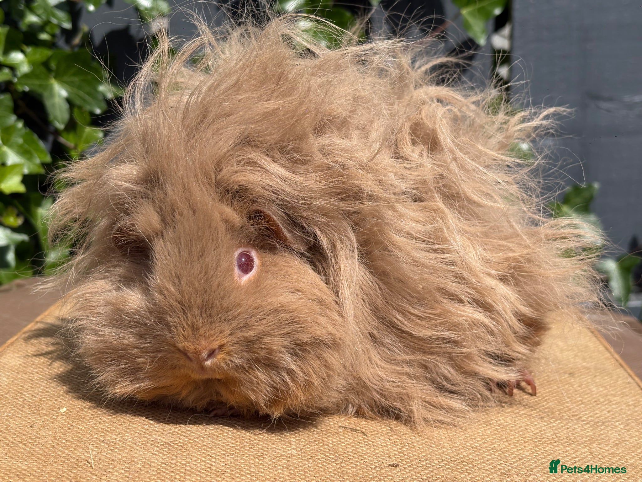 Guinea Pig rodents for sale: Purebred Lunkarya - Advert 3
