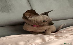 Sphynx cats for sale: Stunning Female Seal Point Canadian Sphynx Kitten - Image 7