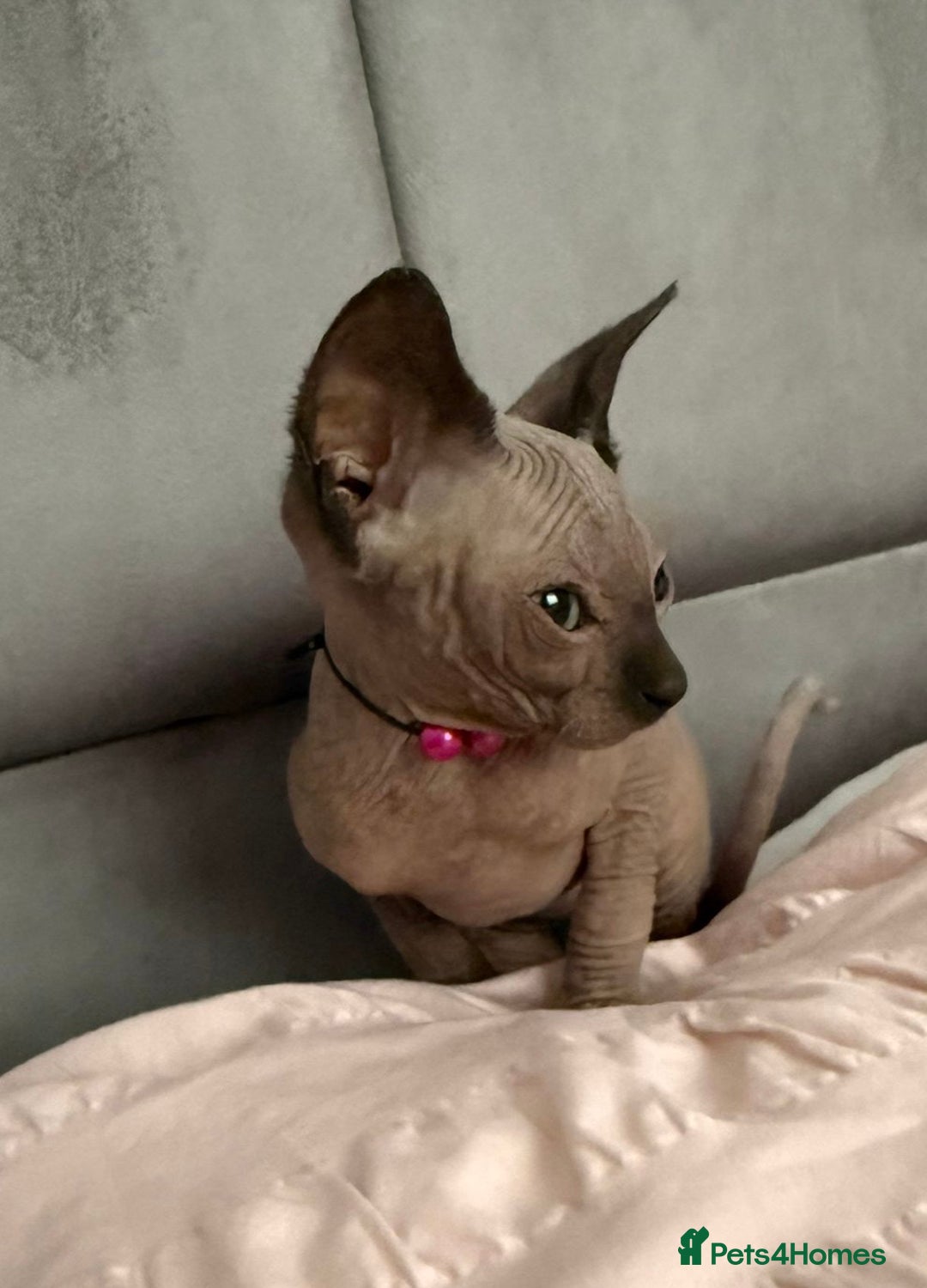 Sphynx cats for sale: Stunning Female Seal Point Canadian Sphynx Kitten - Image 7