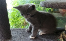 Bengal cats for sale: Bengal x and British Blue x - Image 5