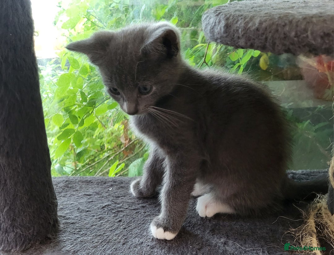 Bengal cats for sale: Bengal x and British Blue x - Image 5