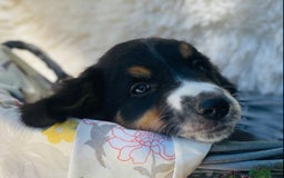 Border Collie dogs for sale: KC Reg Border Collie Puppies Health Tested Parents - Image 9