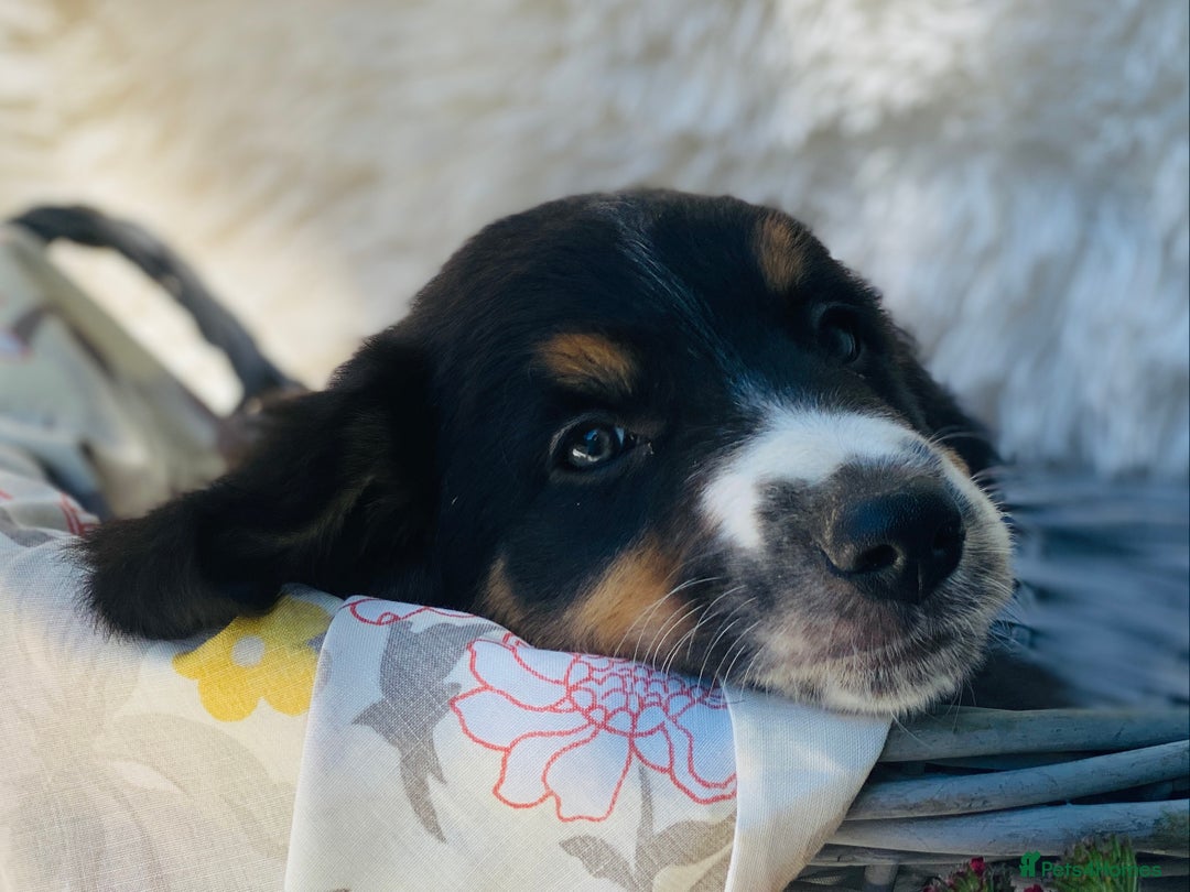 Border Collie dogs for sale: KC Reg Border Collie Puppies Health Tested Parents - Image 9