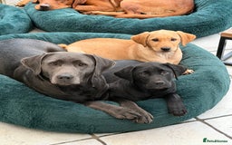 Labrador Retriever dogs for sale: 2 beautiful laborador puppies  - Image 3